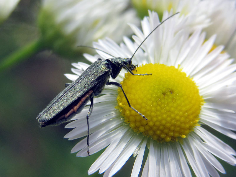 Oedemeridae: Anogcodes ruficollis??  No, Oedemera gr. lurida, femmina